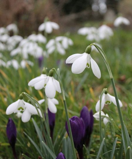 snowdrops