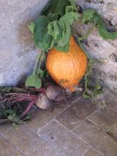 Harvest offerings