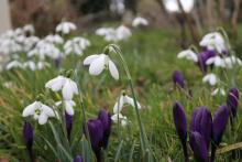 Snowdrops